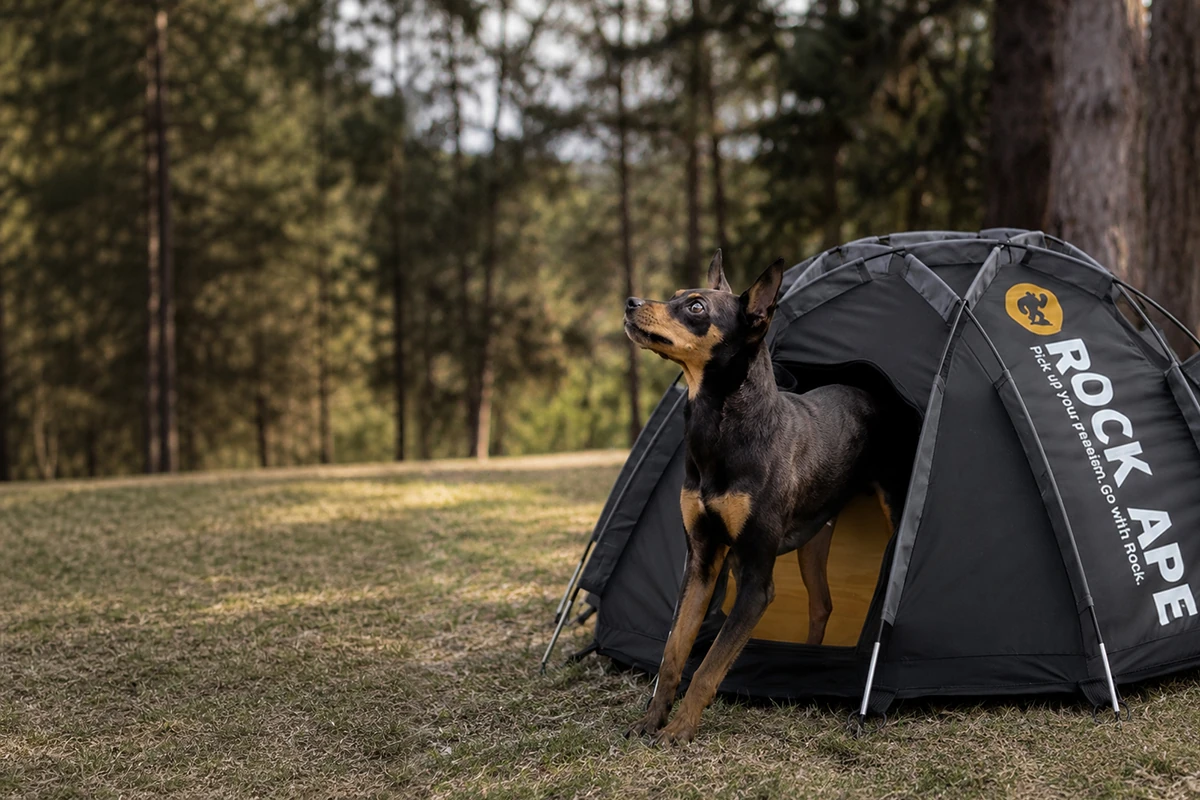 Black-and-tan dog standing beside a black Rock Ape pet tent with the logo visible
