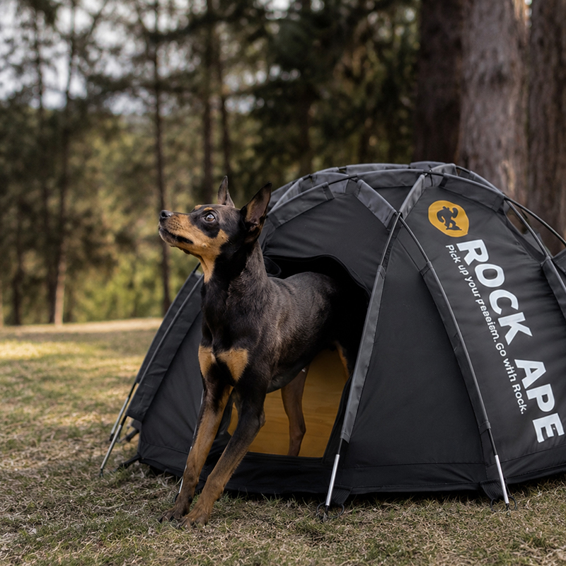 Dog standing beside the Rock Ape pet tent at camp
