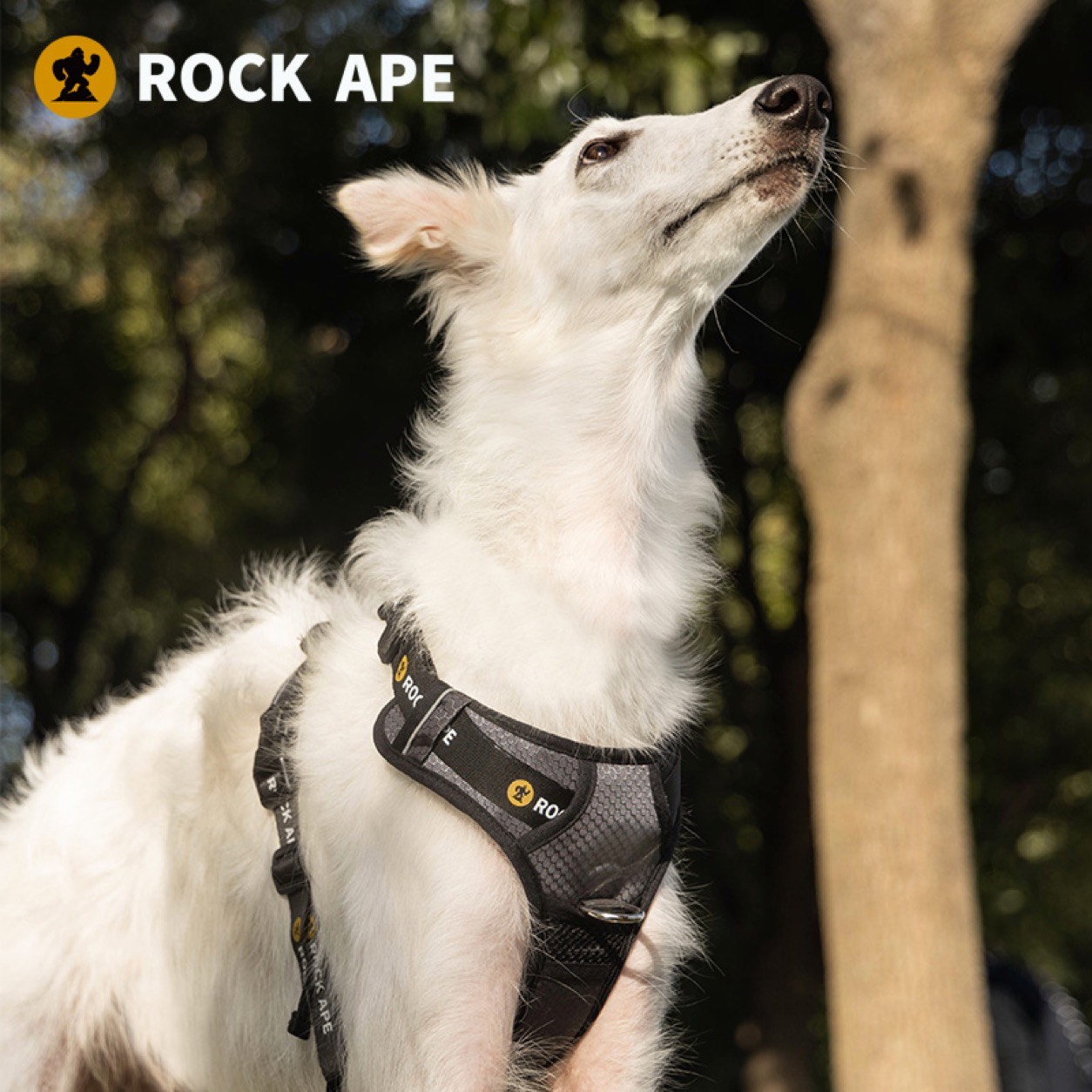 Trail Harness, Rock Ape walk gear