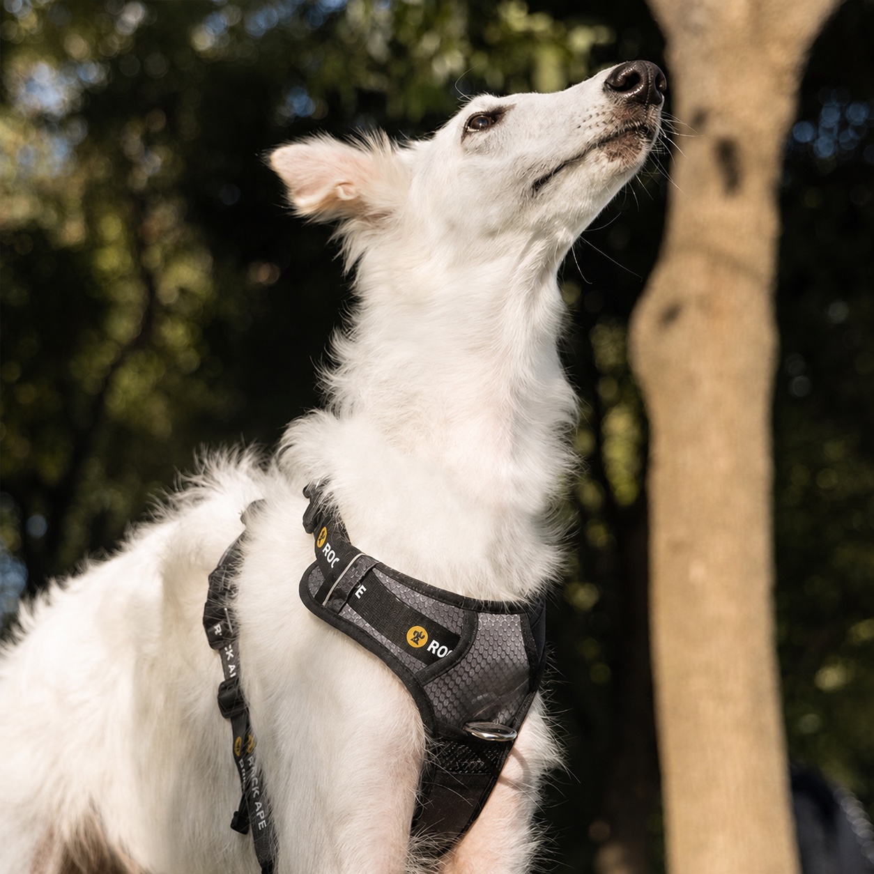 Complete Trail Harness shown as Rock Ape walk gear