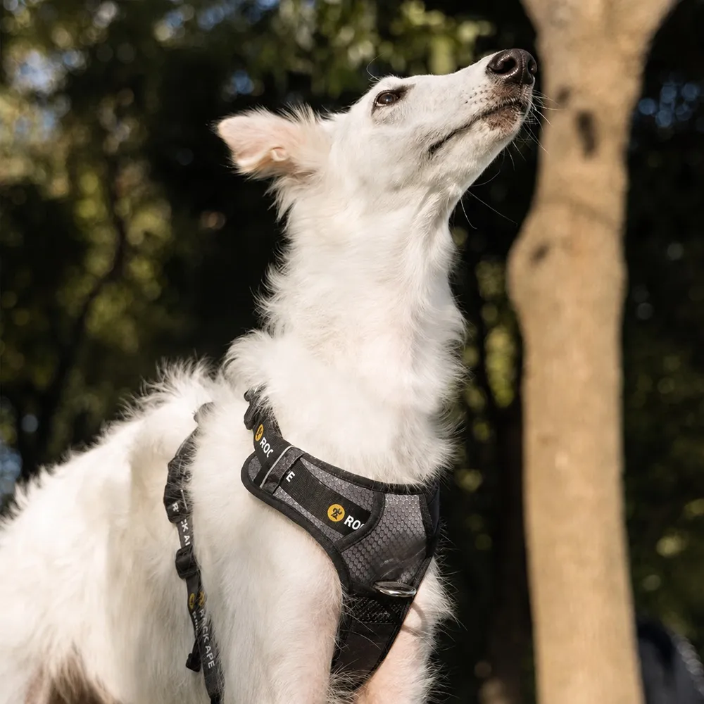 White dog wearing the Rock Ape trail harness outdoors