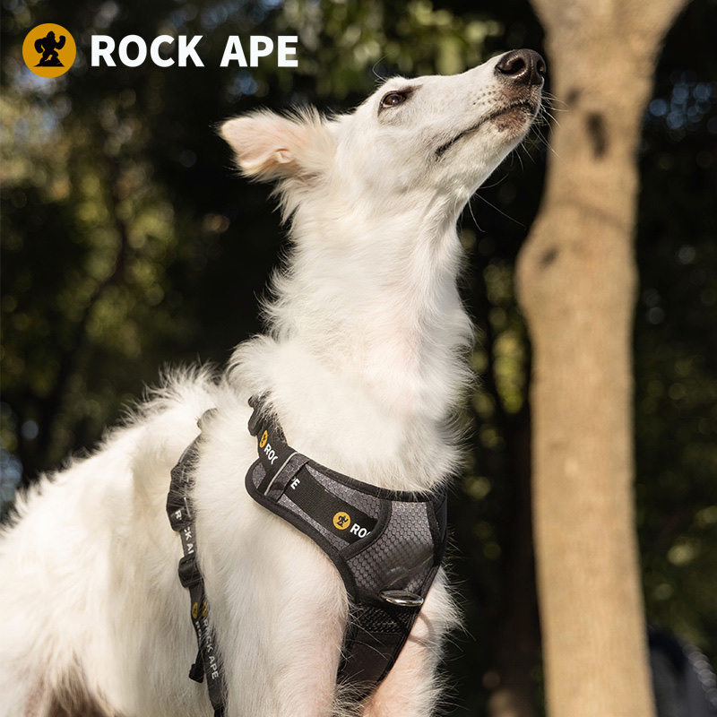White dog wearing the Rock Ape trail harness outdoors